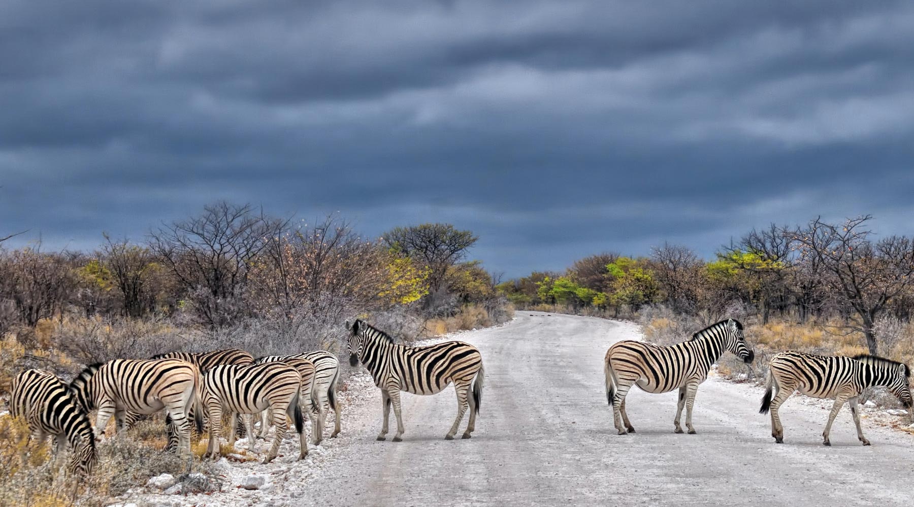 Etosha-National-Park-6-3