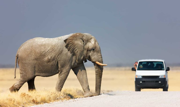 Etosha-National-Park-In-Namibia
